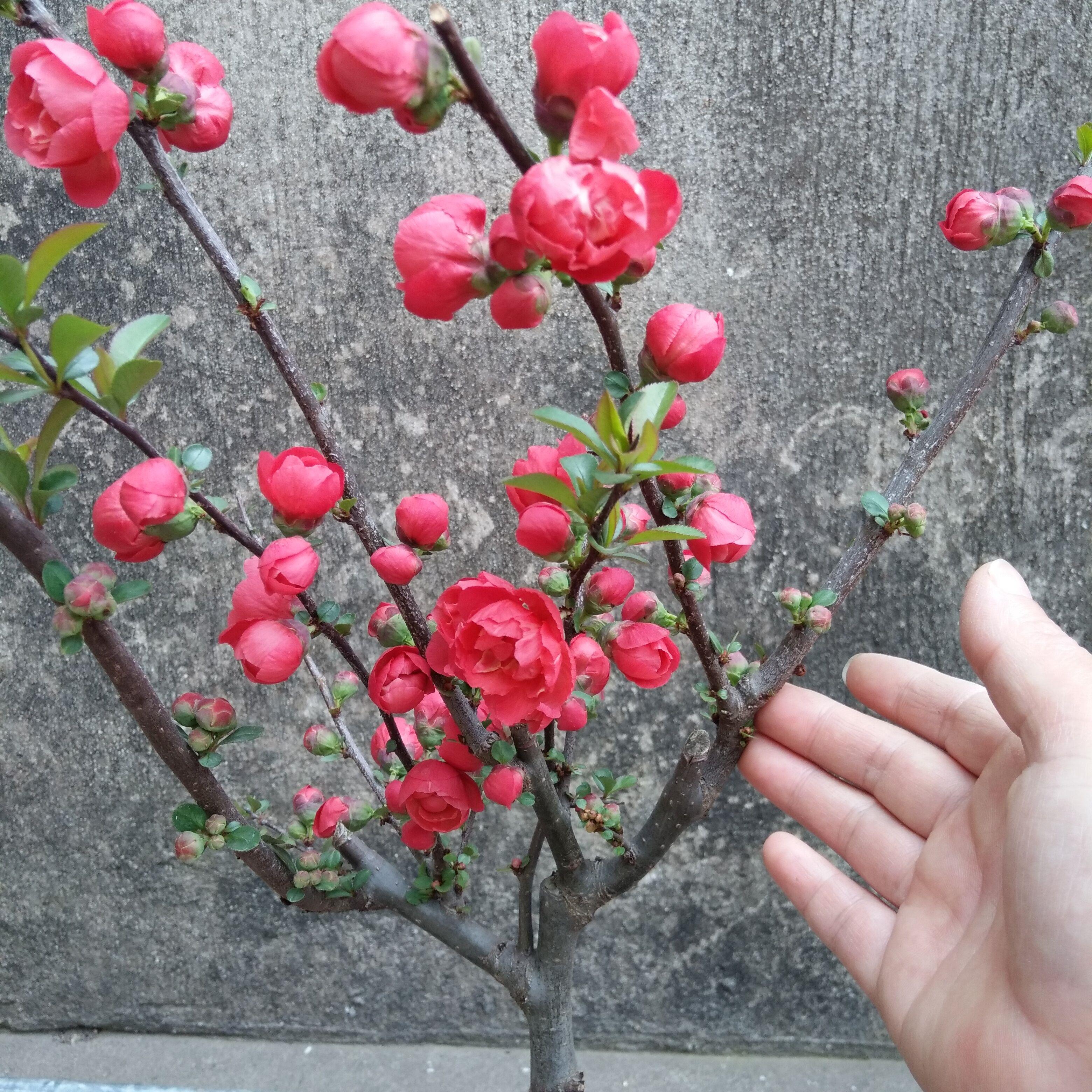 日本长寿冠海棠重瓣老桩盆栽耐寒植物室内年宵花卉盆景当年四季开