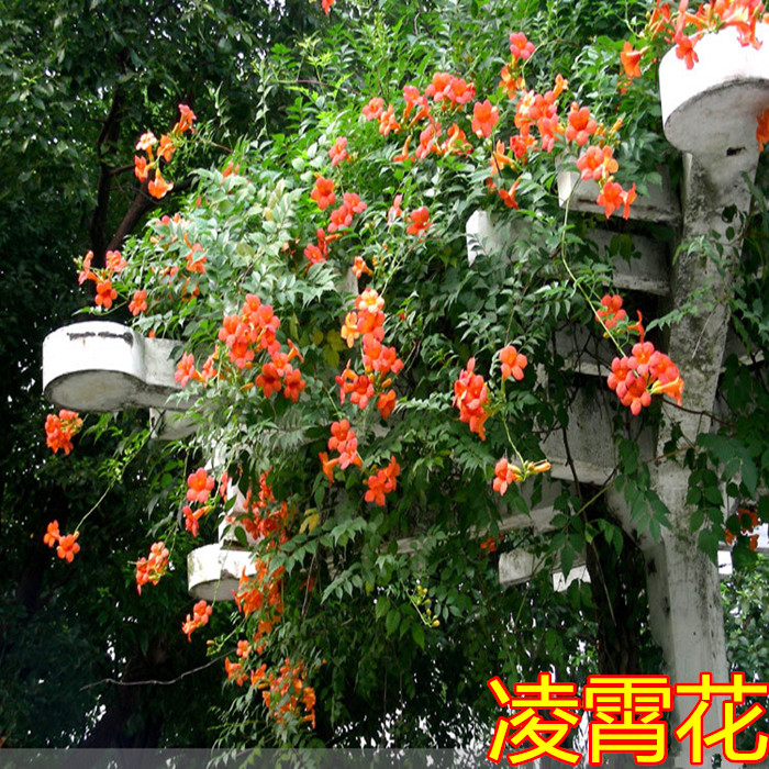 爬藤植物庭院凌霄美国凌霄