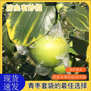 青枣袋百香果套袋防虫牛奶枣套袋专用水果保护透明专用袋防虫果袋