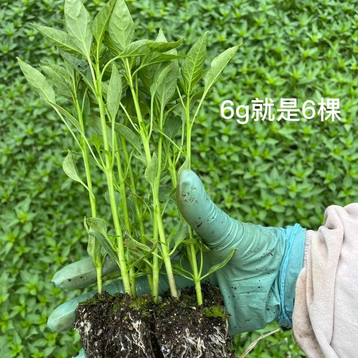 正宗樟树港辣椒苗湖南湘阴特产樟树港辣椒原产地直发