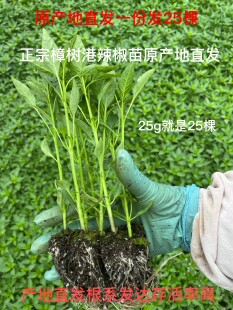 正宗樟树港辣椒苗原产地直发 一份25棵 湘阴特产现挖现发存活率高