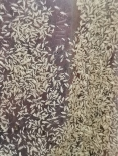 跳虫活虫活体长角跳虫白符清理垃圾霉菌残渣粪便雨林造景缸工具虫