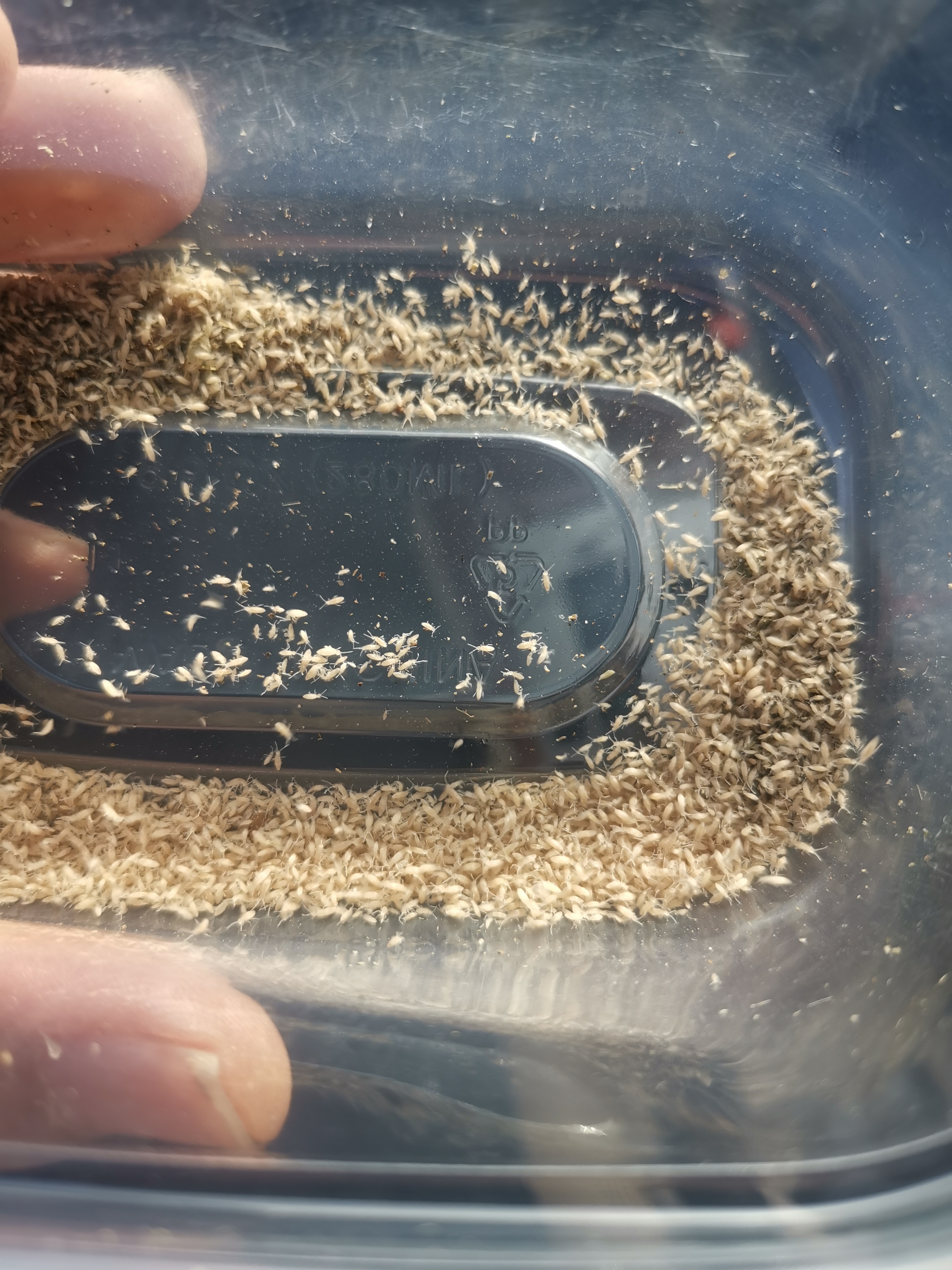 长角跳虫白符食腐工具清理霉菌丝食物残渣粪便守宫蜥蜴蜘蛛生态缸