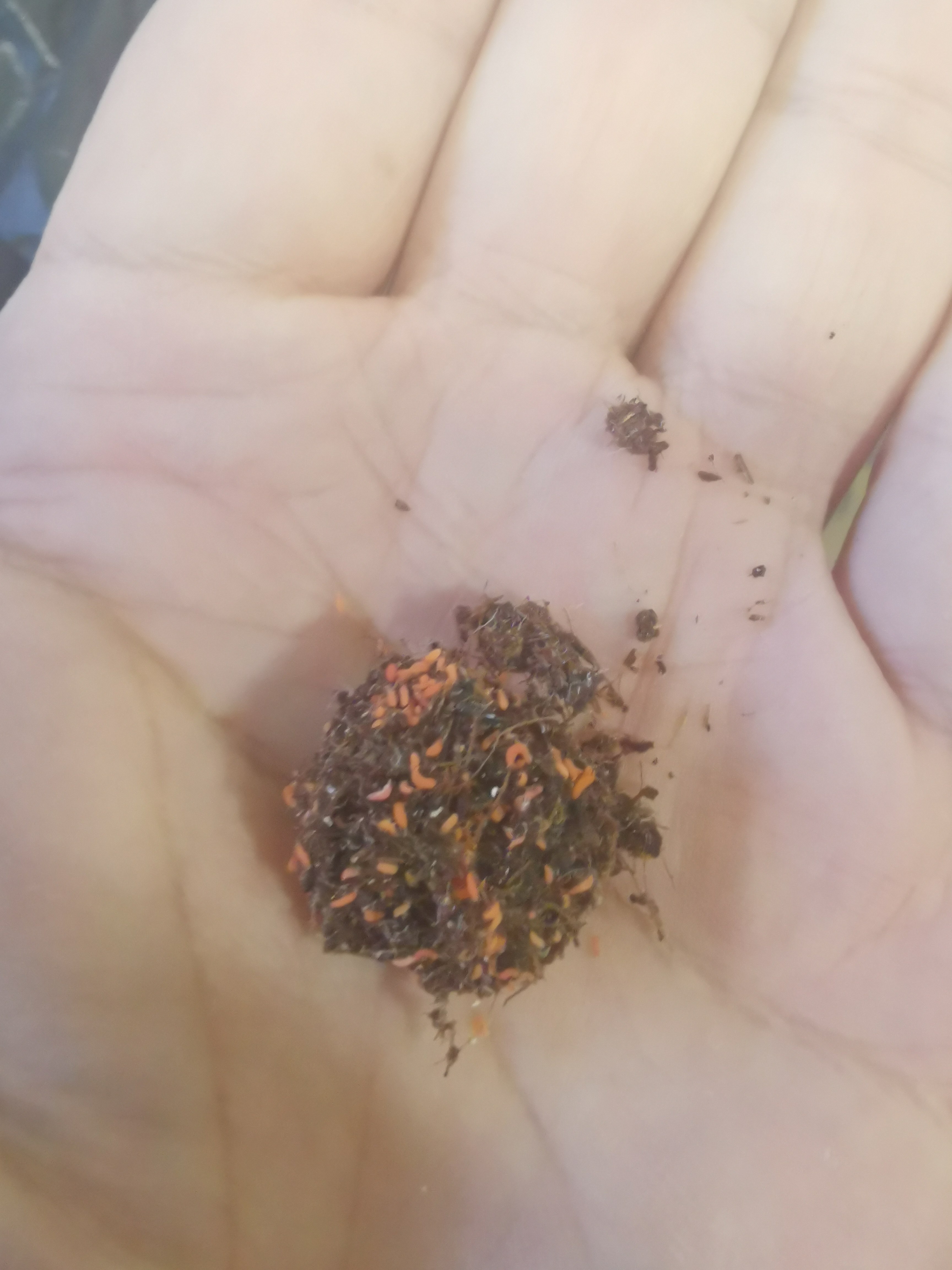 跳虫红色橙色跳虫清理霉菌食物残渣雨林造景缸工具虫包邮死亡包赔