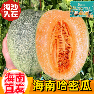 【彩箱】正宗海南哈密瓜小蜜25网纹西州蜜瓜新鲜水果当季孕妇整箱