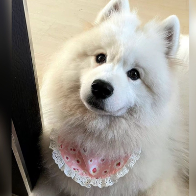 小中大型犬围兜狗狗口水巾围巾萨摩耶金毛哈士奇阿拉斯加狗狗围脖