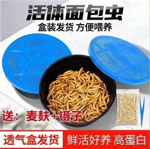 活体面包虫黄粉虫仓鼠鱼鸟蝎子乌龟守宫角蛙饲料活饵透气小盒发货