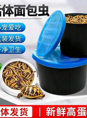 面包虫活虫黄粉活体龙鱼乌龟饲料