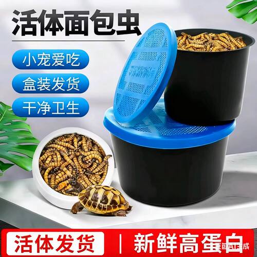 面包虫活虫黄粉活体龙鱼乌龟饲料