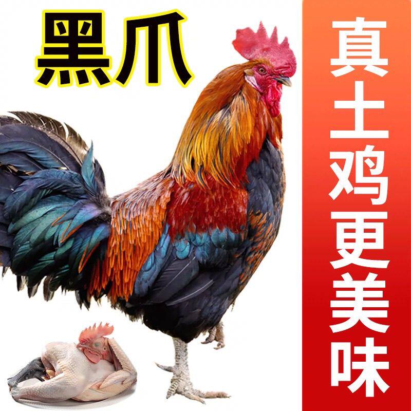 正宗黑脚青脚大公鸡新鲜散养放养土鸡草鸡炒鸡煲汤食材顺丰包邮