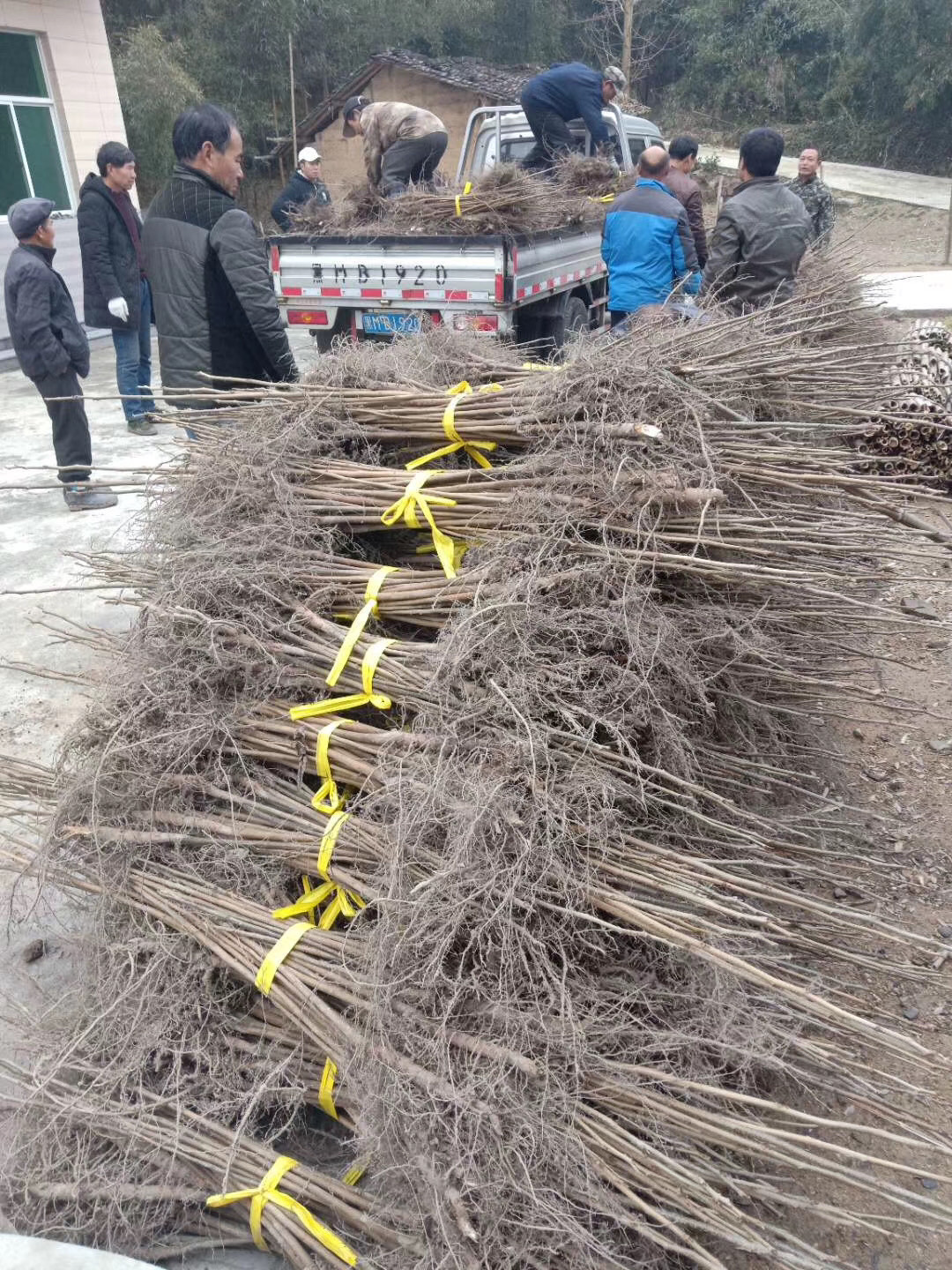 二年美国山核桃实生苗长寿果苗碧根果苗杭州临安横路頭山核桃产地