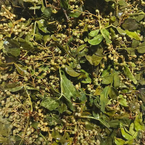 腌制沂蒙山野生花椒麻椒咸菜腌制山东新鲜特产新鲜花椒腌制花椒