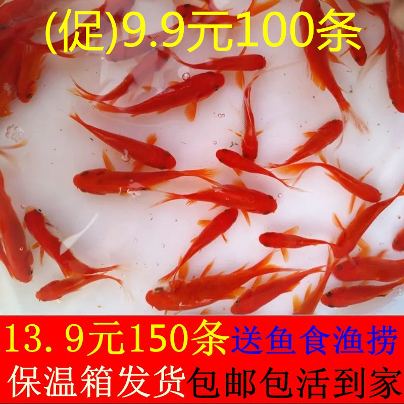 草金鱼活体金鱼龟龙鱼饲料鱼花鲫冷水观赏鱼锦鲤金鱼风水鱼闯缸鱼