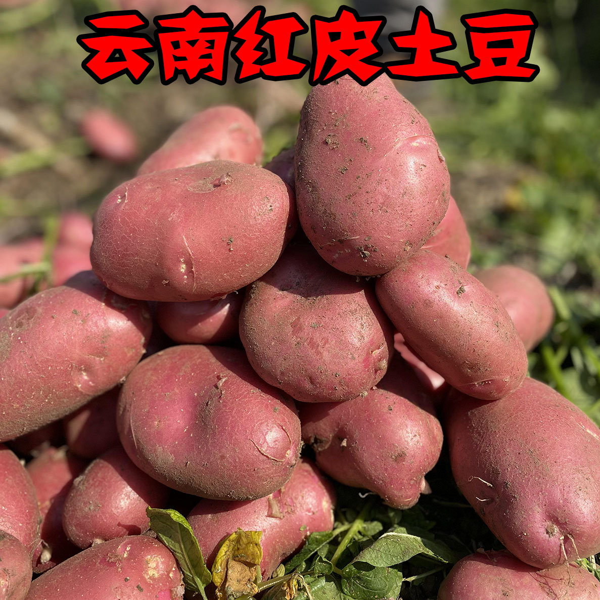 云南丽江红皮黄心大土豆9斤农家新鲜现挖现发马铃薯高山种植洋芋