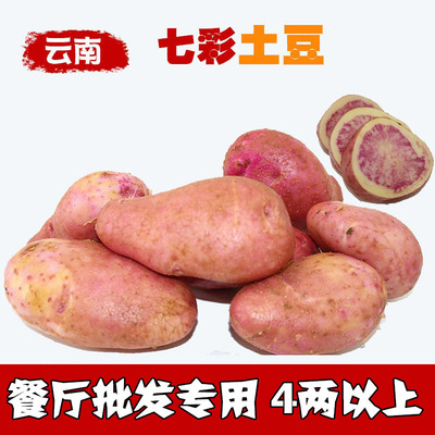七彩土豆10斤新鲜云南丽江红皮