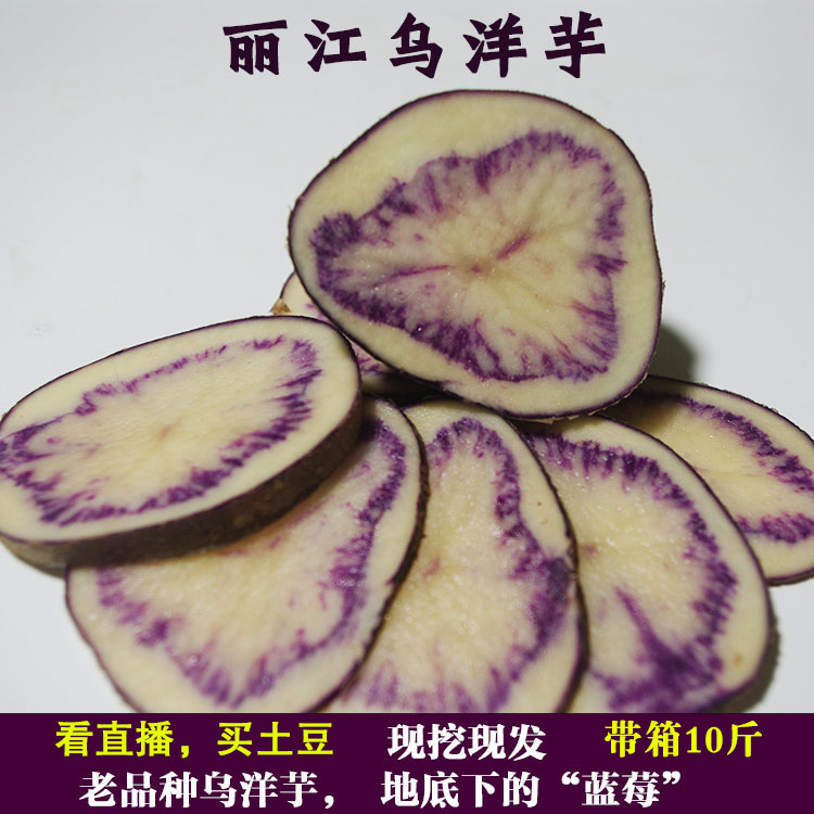 云南乌洋芋丽江紫土豆七彩大乌洋芋马铃薯黑美人黑金刚非转基因
