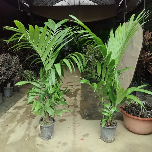 三药槟榔树大型阳台庭院室内花园椰子树绿植山药槟榔耐旱热带植物