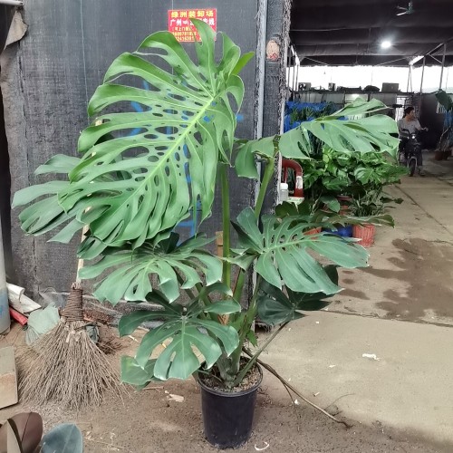 龙鳞老桩龟背竹盆栽室内客厅常青绿植大叶植物办公室落地净化空气