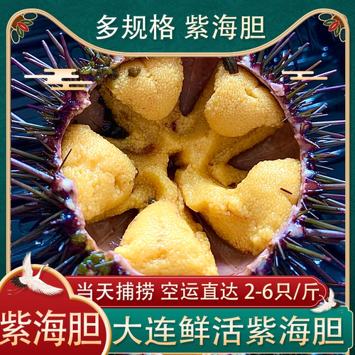 大连活发海胆空运直达加购选大小