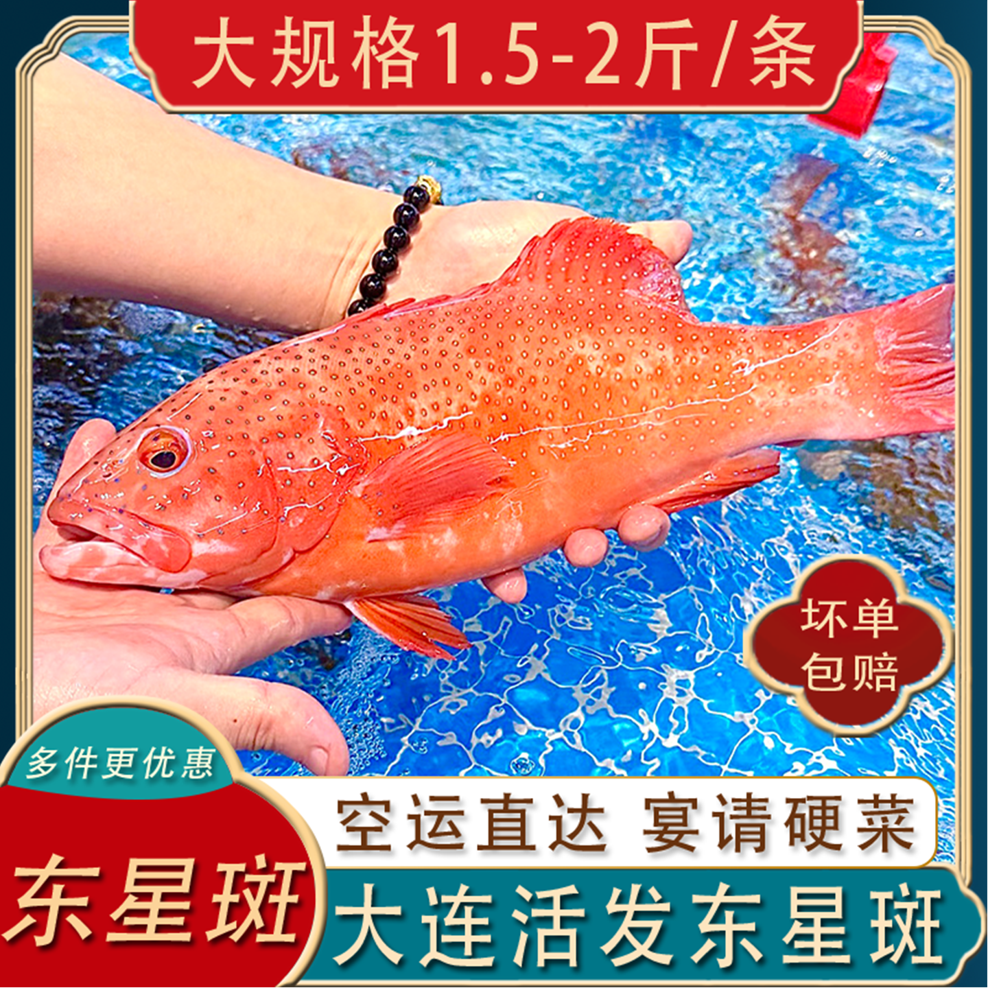 大连鲜活发货红东星斑1.5-2斤/只