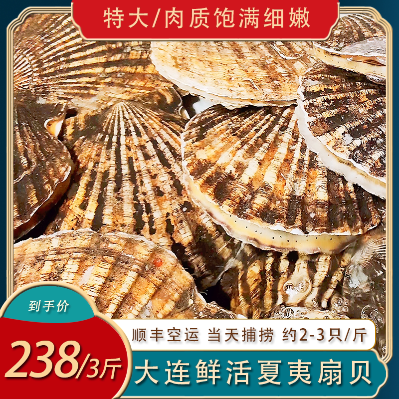 大连超大扇贝鲜活夏夷贝3斤蒜蓉粉丝贝元贝海鲜野生刺身海鲜水产