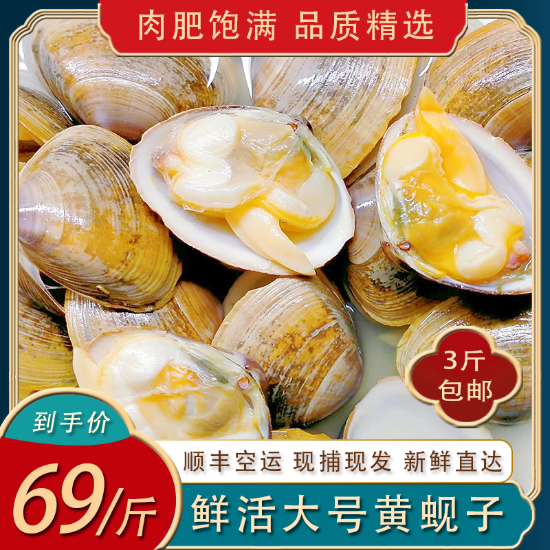 大黄蚬子鲜活新鲜蛤蜊无沙花蛤花甲贝类文蛤文贝海鲜水产3斤包邮