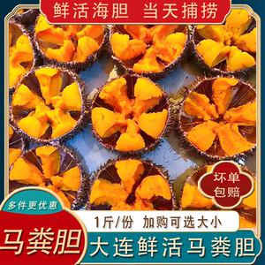 大连活发马粪海胆加购选大小