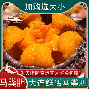 大连鲜活马粪海胆黄金海胆紫海胆即食日料海胆肉水饺特产海鲜500g