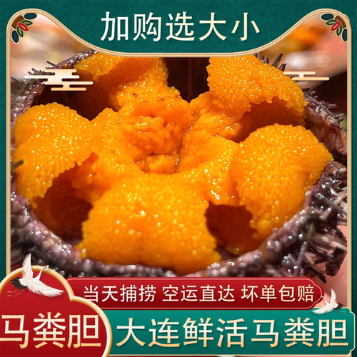 大连马粪海胆/黄海胆/紫海胆活发