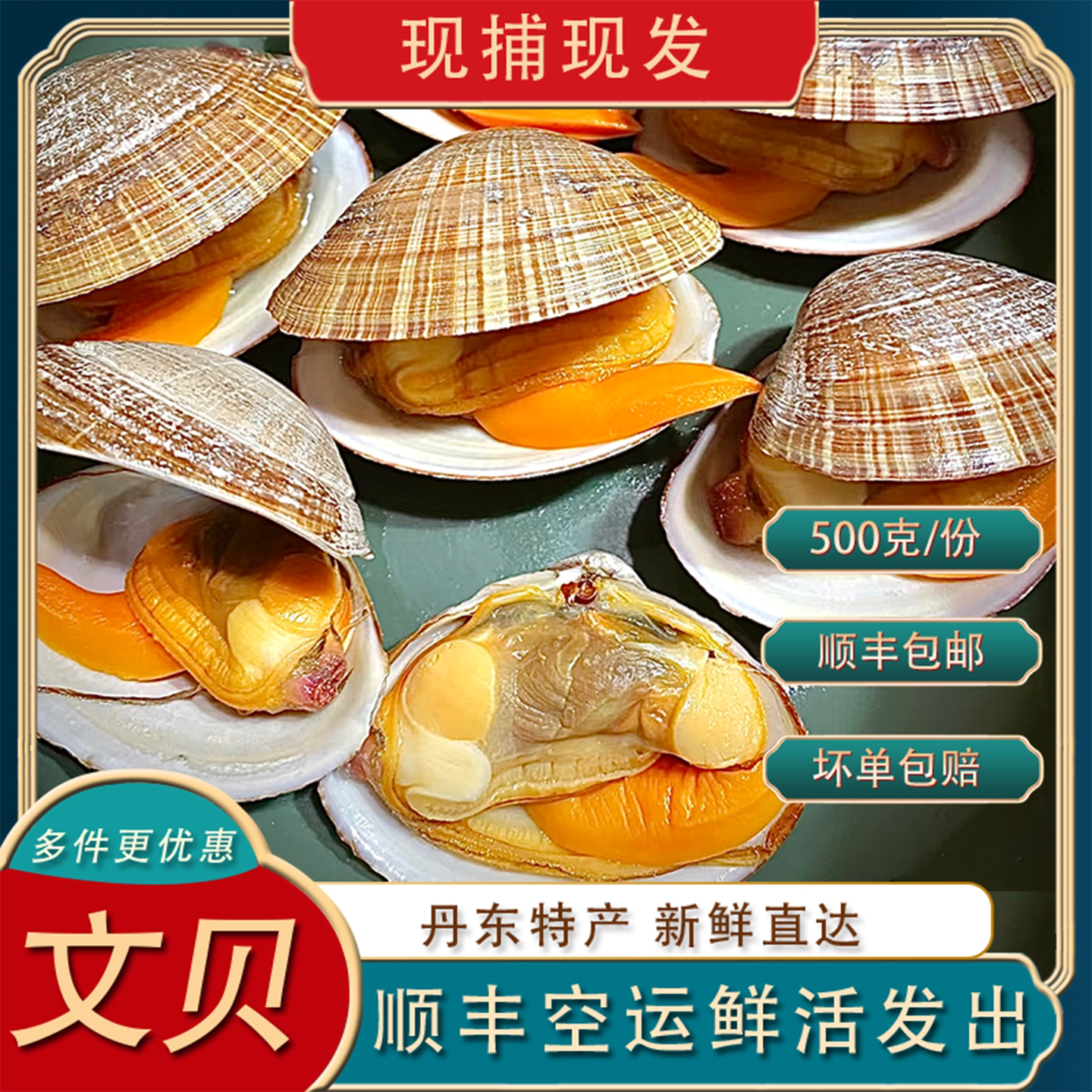 丹东大文贝鲜活超大顺丰空运包邮
