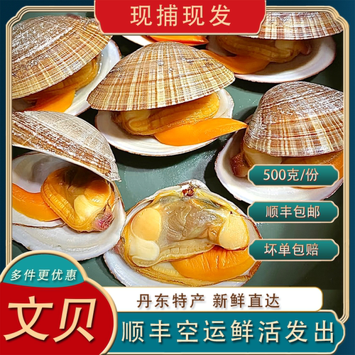 丹东大文贝鲜活超大顺丰空运包邮
