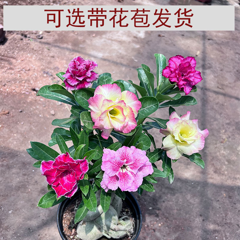 重瓣沙漠玫瑰多色五色花苗四季开花花苞花卉盆栽阳台易养植多肉花