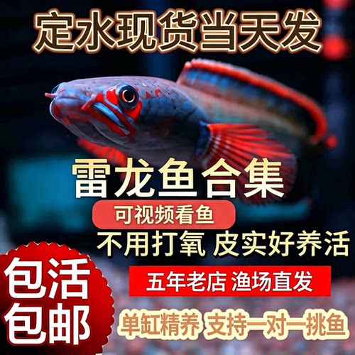 精品雷龙鱼活体发色快好养