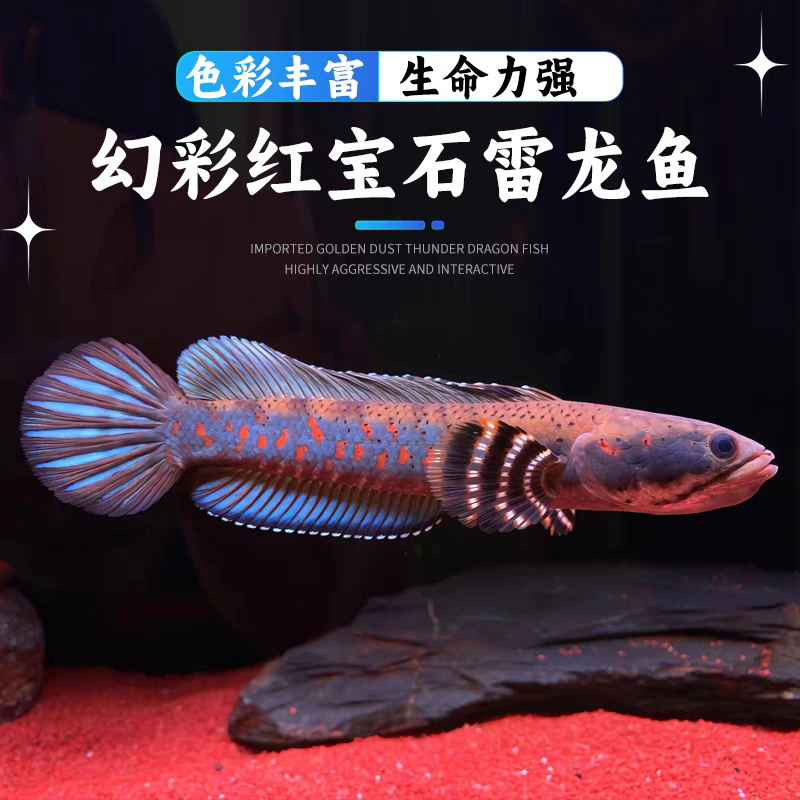 幻彩红宝石鬼王黄金眼镜蛇火背黄嘴蓝巴卡奶茶红帝王中型雷龙鱼苗