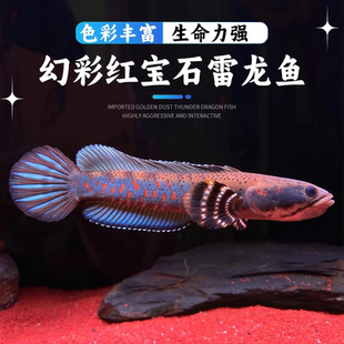 幻彩红宝石鬼王黄金眼镜蛇火背黄嘴蓝巴卡奶茶红帝王中型雷龙鱼苗
