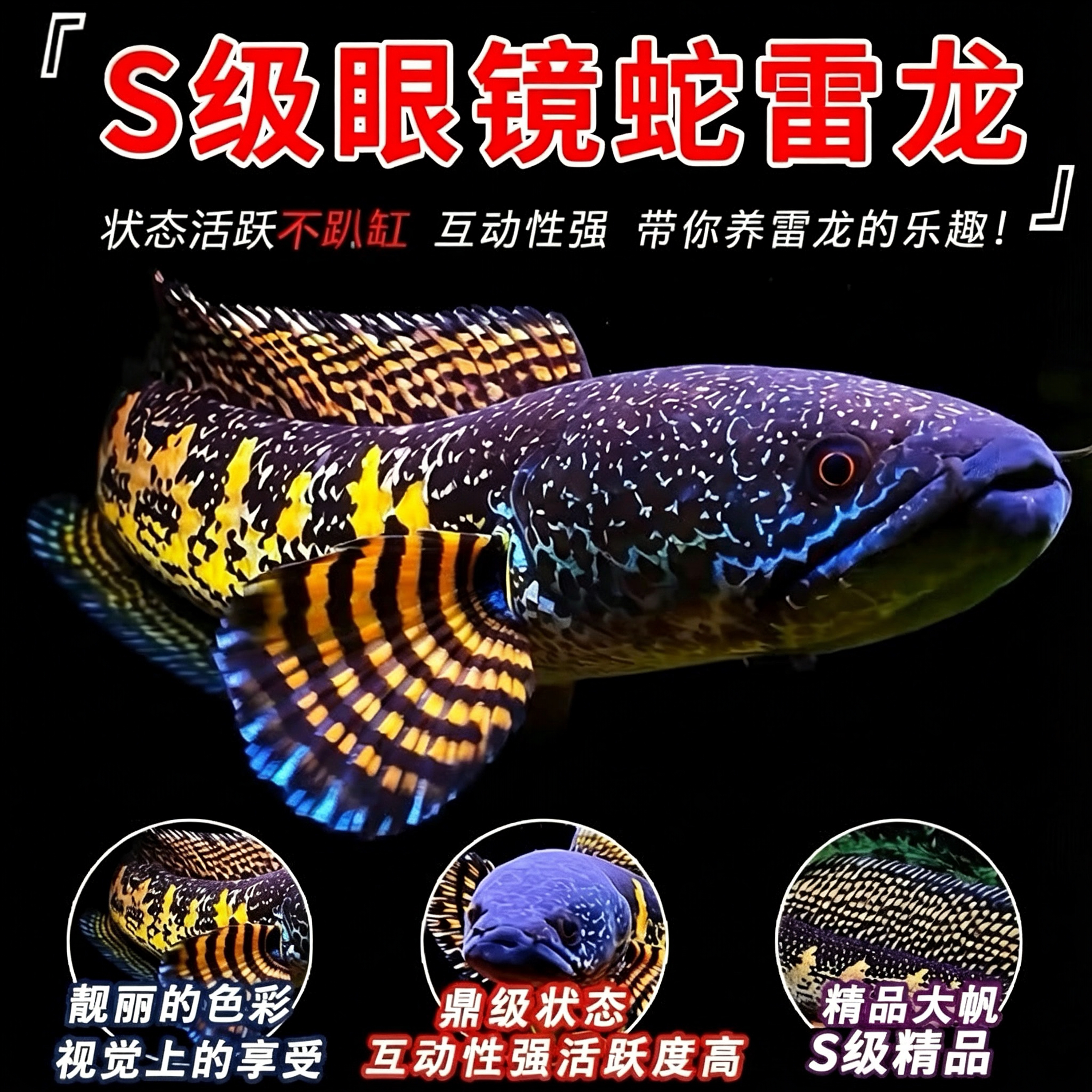 精品进口黄金眼镜蛇雷龙鱼热带淡鱼