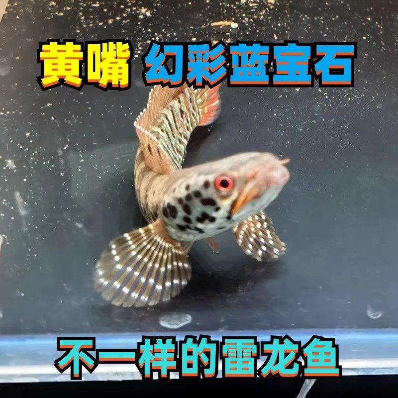 黄嘴幻蓝幻彩蓝宝石雷龙幻蓝雷龙鱼苗特价观赏鱼非鬼王巴卡热带