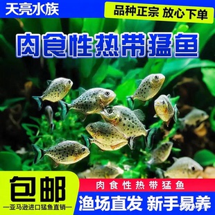 南美亚马孙红文活热带鱼淡水虎凶猛观赏鱼苗群游肉食性猛鱼