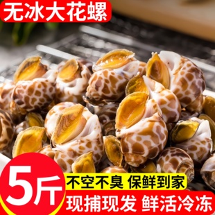 花螺鲜活新鲜海螺特大号海鲜水产鲜活鲜冻冷冻东风螺特大花螺贝类