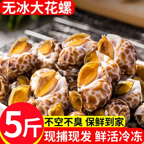 鲜活花螺5斤鲜冻特大花螺东风螺
