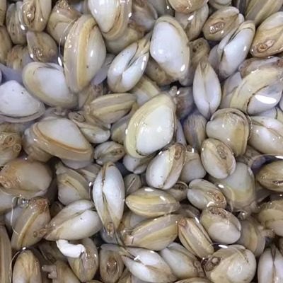 连云港特产 新鲜海鲜/优质鲜活贝类/海蛎子/海瓜子20元/500克