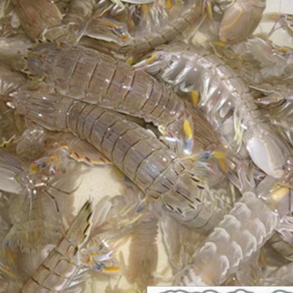 连云港特产海鲜鲜活皮皮虾大虾