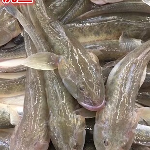 连云港特产 鲜活沙光鱼 赛龙王虾虎鱼美味可口营养丰富30元一斤