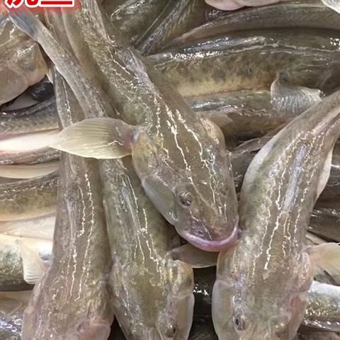 连云港特产 鲜活沙光鱼 赛龙王虾虎鱼美味可口营养丰富30元一斤