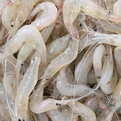连云港特产新鲜海鲜海捕白虾鲜活海白虾孕妇儿童辅食250克26元