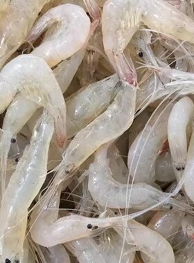 连云港特产新鲜海鲜海捕白虾鲜活海白虾孕妇儿童辅食250克26元