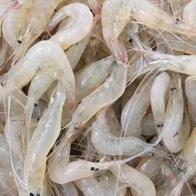 连云港特产新鲜海鲜海捕白虾鲜活海白虾孕妇儿童辅食250克26元