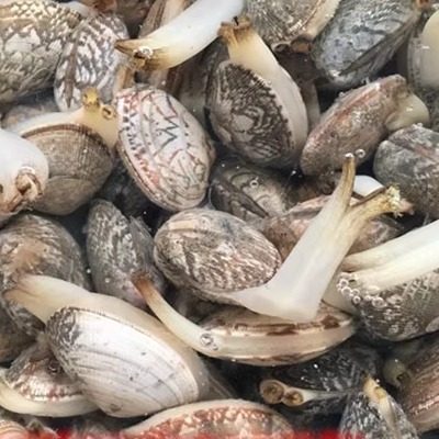 连云港特产鲜活海鲜水产野生海捕贝类蛤蜊花蛤花甲花蚬10元500克