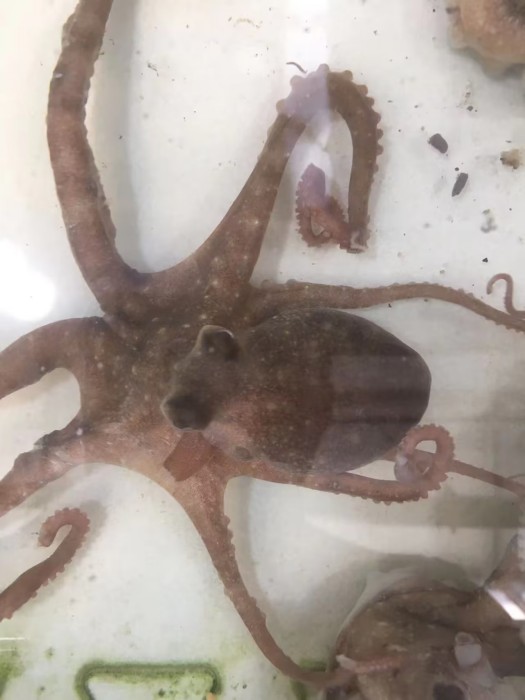 连云港特产八带鱼野生望潮海鲜