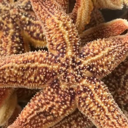 连云港特产海水产鲜活熟冻食用海星野生海五星满黄五角星10元1个